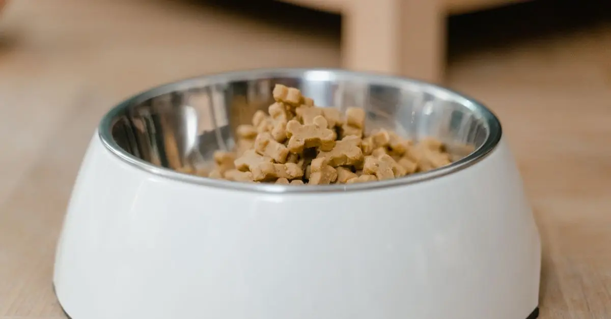 Your Ultimate Guide to Pet Supplies Discounts